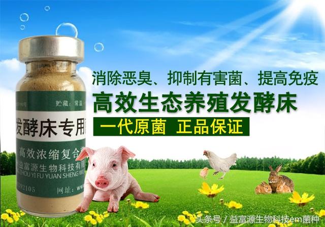 科学生态养猪法推荐发酵床养猪干净环保省心省钱