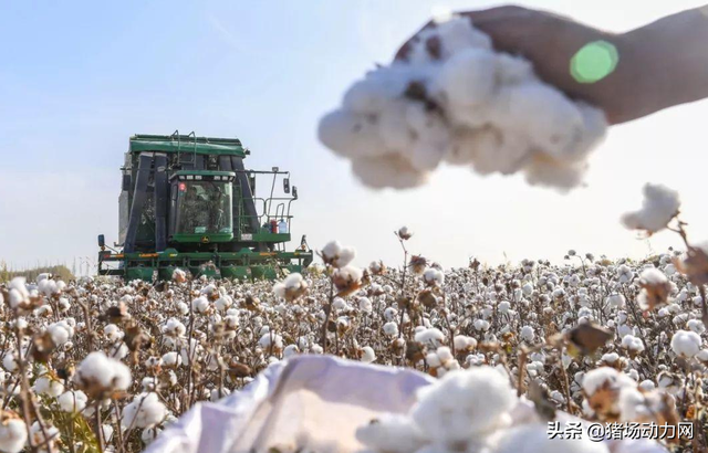 新疆棉花被针对，下一个，该轮到新疆养猪了？