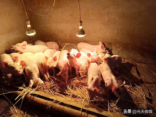 贵州天柱：五星养猪场成定点购买场