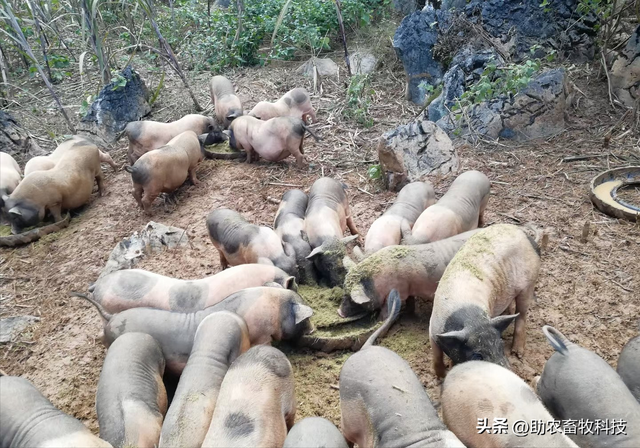 广西崇左市这个猪场长期运用部分发酵牧草喂猪，抗风险力好盈利稳
