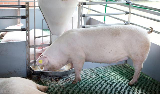 广东农村70%家庭猪场淘汰，多家猪企倒闭，谁成最大赢家？