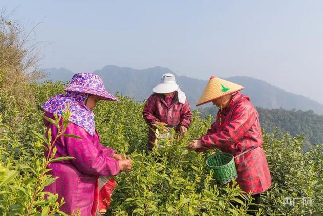 片片茶园带“共富”“中国乌牛早茶之乡”茶产值3亿元创新高