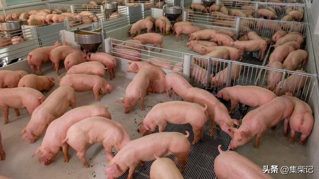 广西最大的养猪企业，你知道是谁吗？