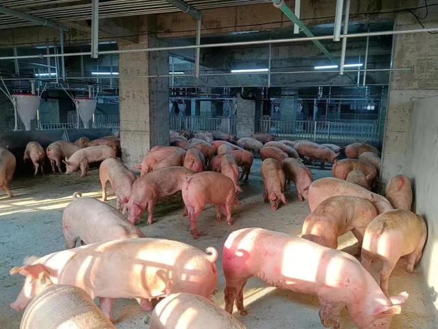 走近湖北鄂州26层养猪大楼：1人养1500头猪，操作精准度堪比iPhone生产线