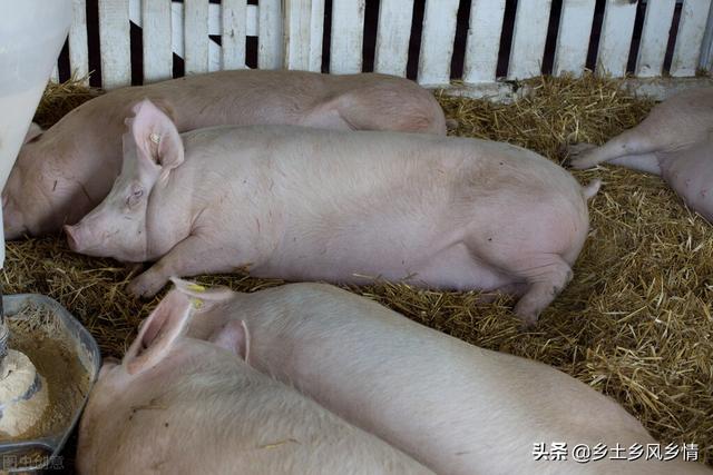 养猪技术：用“五味调料”喂养，不仅节省饲料，还能使猪长得快