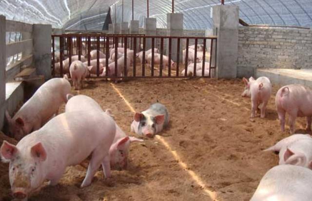 发酵养猪的时代已经来临，广大养殖户能否抓住机会？