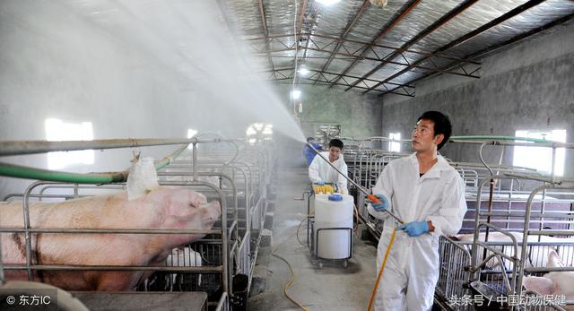 大北农：参股孙公司出现疑似非洲猪瘟疫情，处置了近2万头生猪