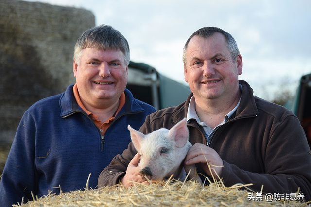 猪场之旅：英国户外养猪集团的现状及挑战
