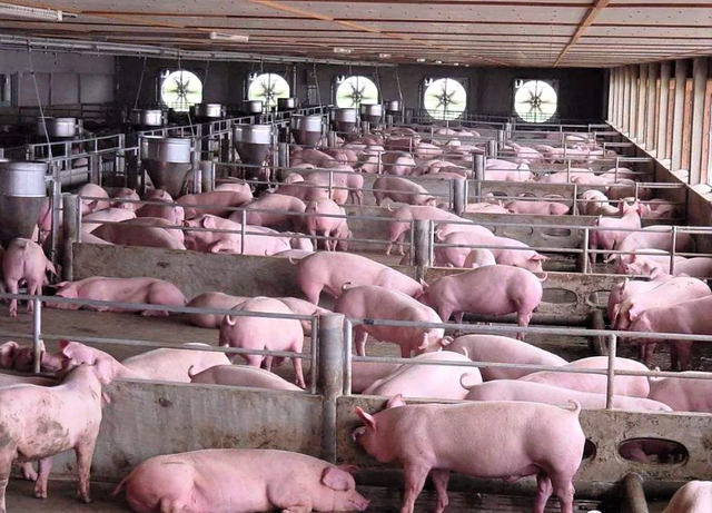 中国规模最大的养猪公司：一年卖出2200万头猪，企业比小米还值钱