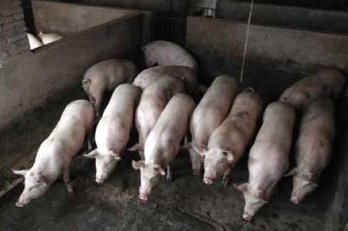 农村小养猪场别害怕猪粪税，你们可能没资格交！