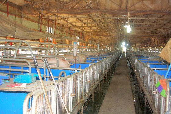 参观猪场：韩国养猪业发展跟中国类似，面临变革