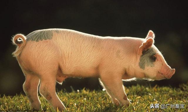 养猪生产中常用术语及意义