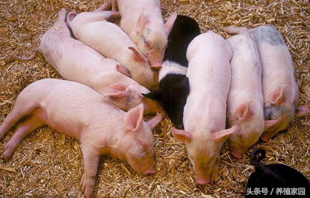 养殖必知：如何正确控制猪场温度？