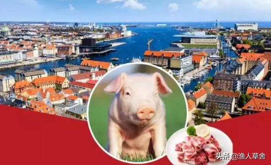丹麦为何是世界养猪强国，丹麦人如何养猪？看完涨姿势