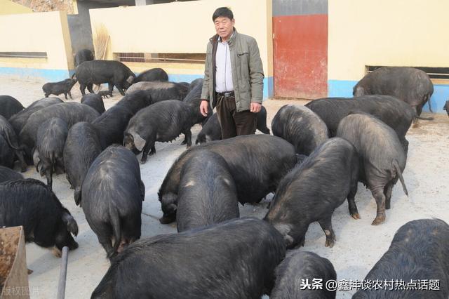 巴马香猪猪肉为什么比普通猪肉好吃 巴马香猪和藏香猪养殖利润高
