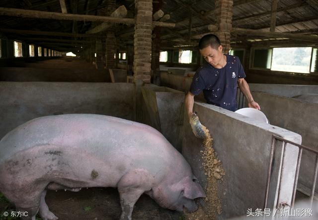 农村小伙回乡承包荒山喂猪，一头猪喂2年600斤出售，因价高年年亏