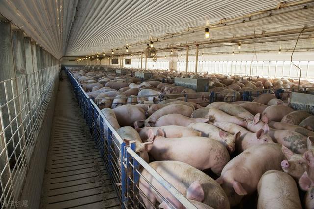 为何美国的猪肉产量高，看看他们的喂猪方式，确实不能比