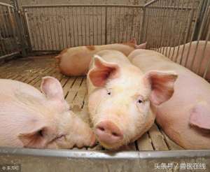 2017卡美养猪(中国式养猪存在的五大问题)