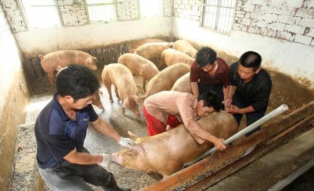 猪价这么好，农民想在自家院子里养几头可以吗？合规不合规？