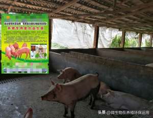广西南宁现代化养猪场(南宁市西乡塘区这个猪场坚持用微生物技术生态养猪模式轻松养猪)