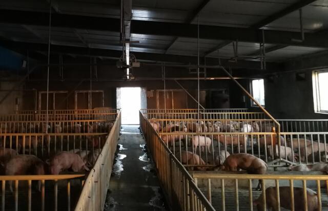液态饲喂系统开始养猪新模式，它有哪里优点？