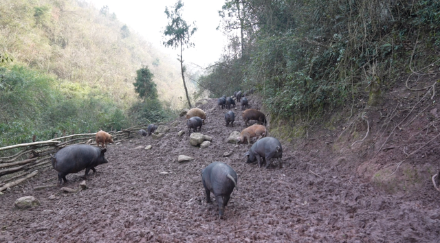 万源：发展生态放养猪，打造高品质腊肉产品
