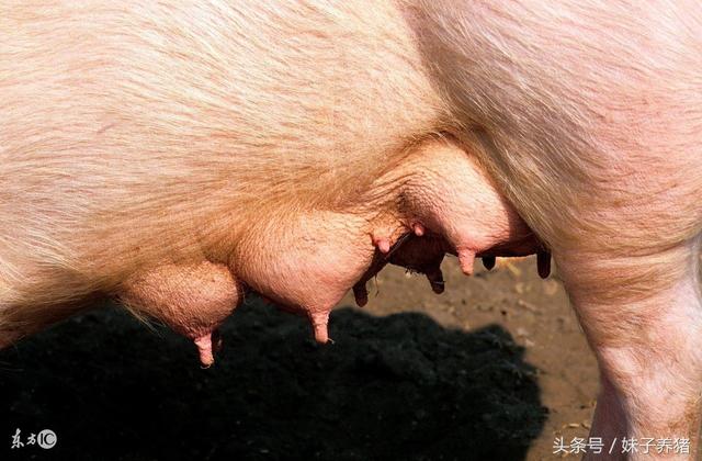养猪技术：白酒在猪场中的10个妙用，养猪人如何少花钱治猪病
