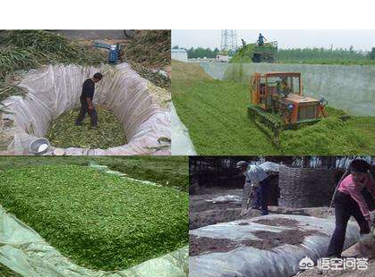新型皇竹草与禾本科牧草两种发酵方法——发酵生物饲料与青贮饲料