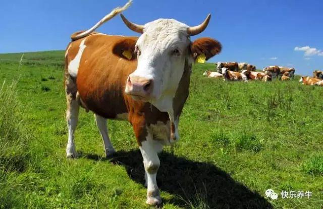 如何才能科学养牛？