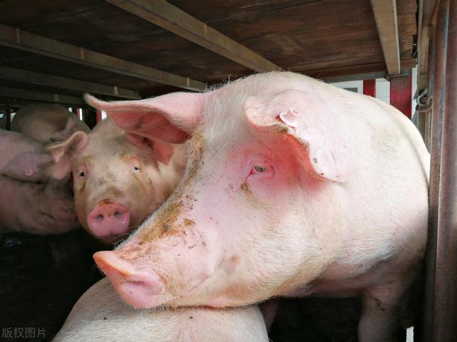 5月1日起，一项养猪新政将实施，涉及养殖户，面临一个现实问题