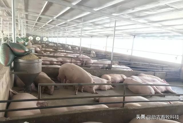 广西南宁市这家大型猪场用益生菌解决了氨气臭味深受饲养人员喜爱