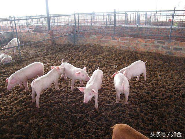 都说夏天发酵床养猪不靠谱，事实是他们没用对