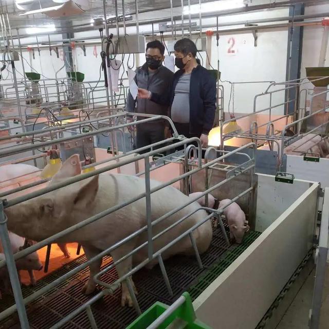 新畜牧法发布：养猪无需审批，行业迎来重大利好变革