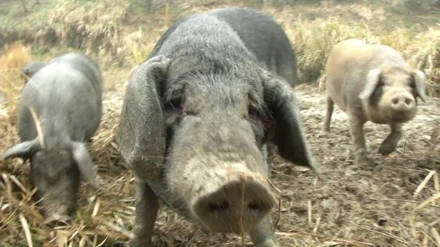 农村大哥另辟蹊径养800头黑猪，不喂饲料不圈养，500亩山林可随意活动，肉质香嫩寻销路！