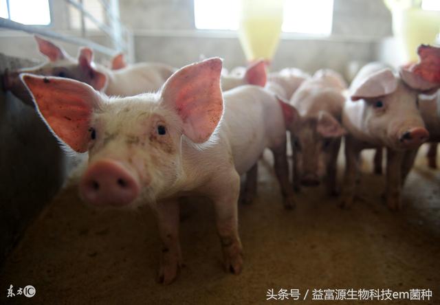 科学生态养猪法推荐发酵床养猪干净环保省心省钱