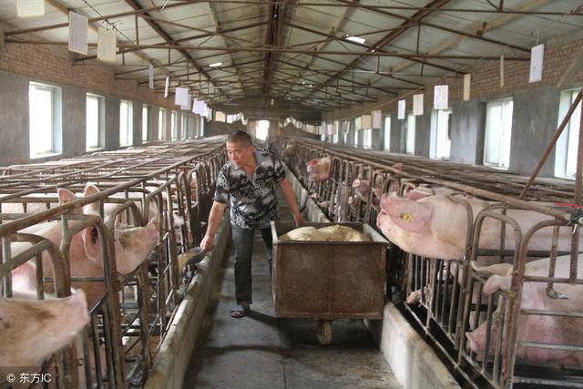 猪场环境堪忧，猪农无从下手处理，专家建议两种粪污处理模式！