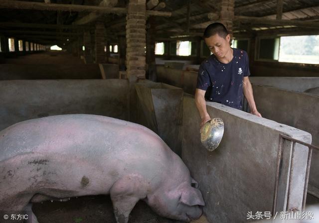 农村小伙回乡承包荒山喂猪，一头猪喂2年600斤出售，因价高年年亏