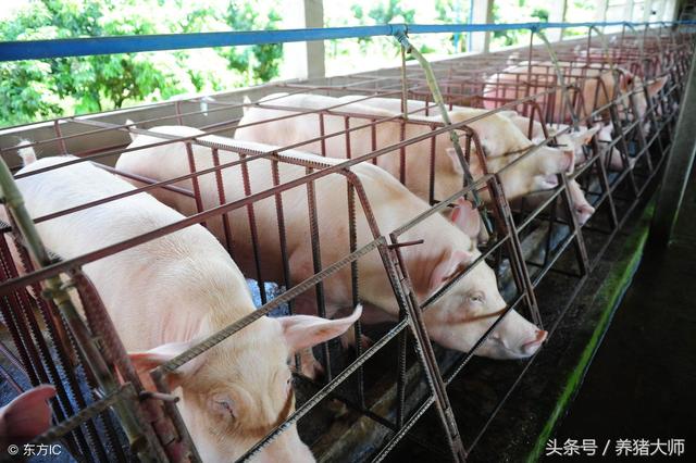 牛人养猪成本只有4元！家庭猪场对比养猪大集团，谁怕谁？！