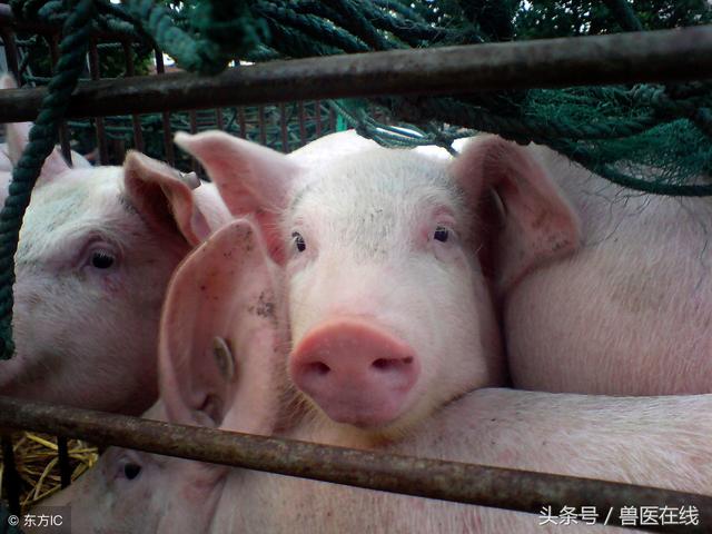 合理养猪，节省30%养猪成本就靠它