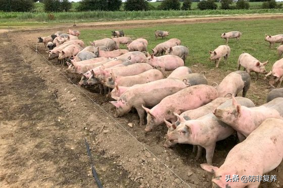 猪场之旅：英国户外养猪集团的现状及挑战