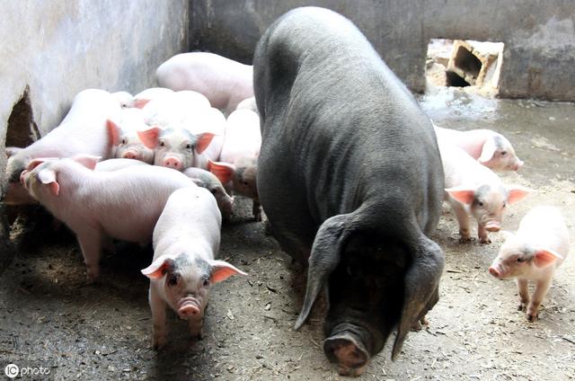 环保对猪场要求越来越严格，想复养不是那么简单的