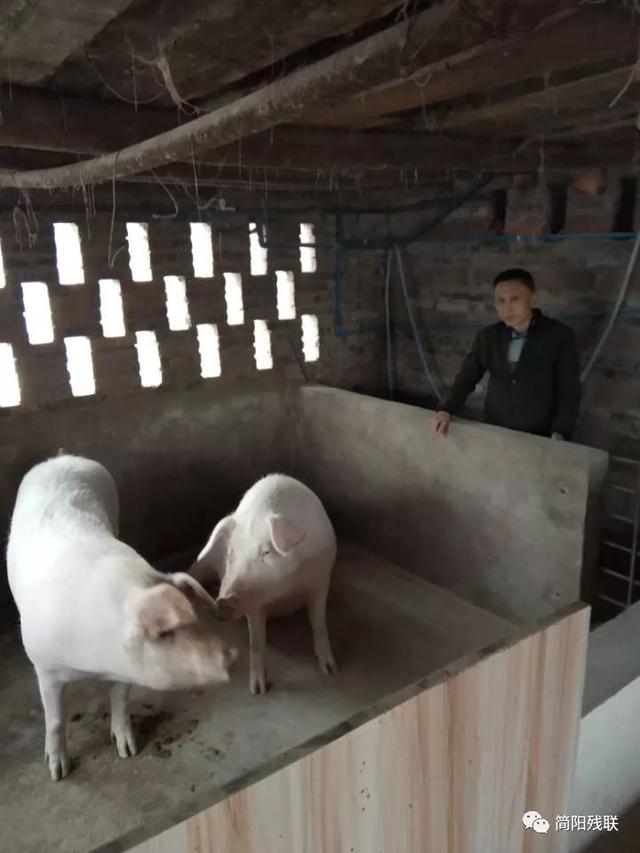 简阳市残疾人自办家庭养猪场