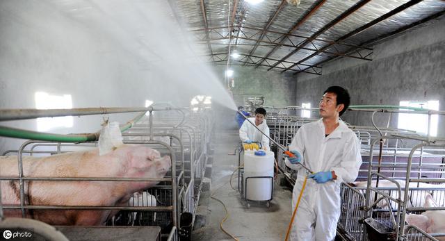 养猪场消毒，如何根据需求选择合适的消毒剂和消毒程序？