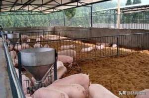 发酵床养猪缺点(发酵床养猪的优缺点及推广的重要性)