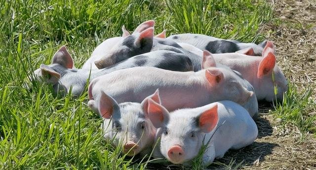 公猪和母猪一起养可以吗？为什么公猪和母猪不能养在一起？