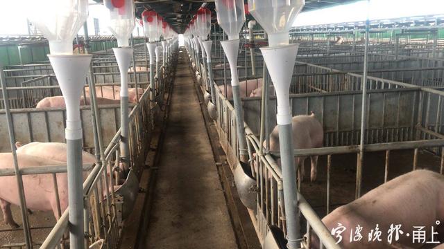 宁波最大生猪养殖基地全面动工，年出栏达10万头以上！