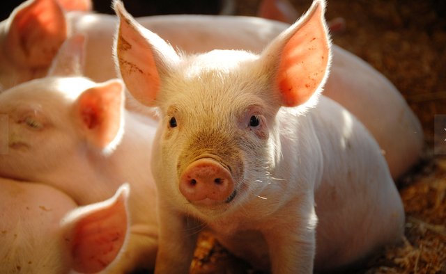自繁自养和专业育肥，这两种养猪模式到底哪种更好呢？