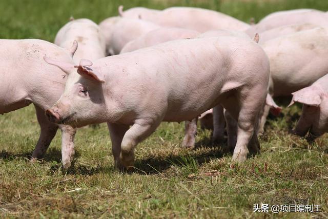 生猪养殖场项目合理化建议书
