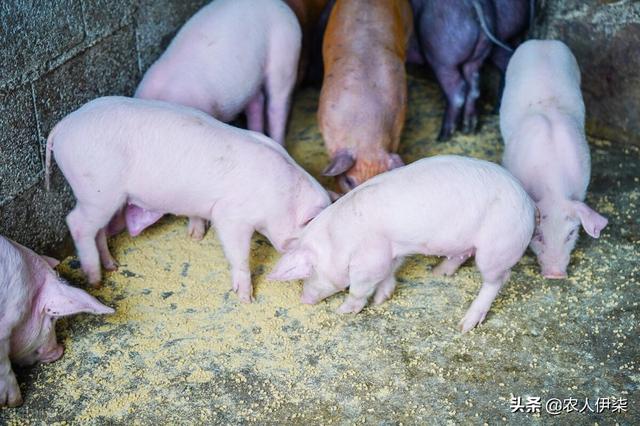 “猪吃百样草，煮熟效更高”有道理吗？为什么很少人用草喂猪？