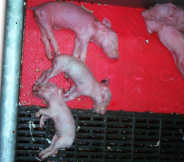 生死60分钟，为何仔猪出生1小时内是死亡集中期？注意这几个细节